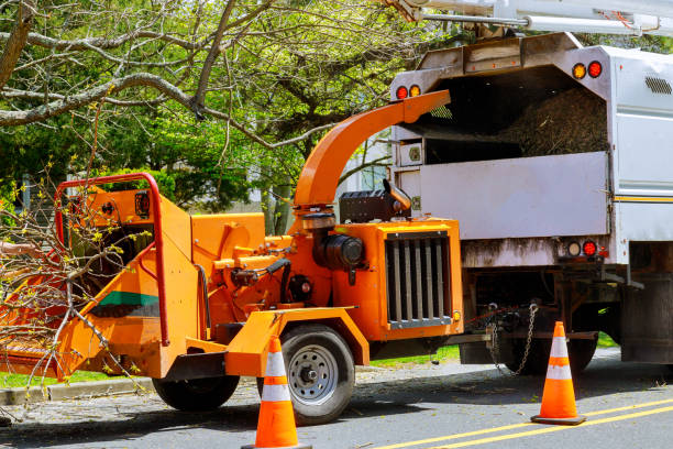 Best Stump Grinding and Removal  in USA